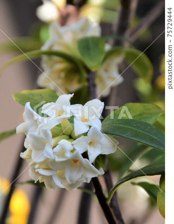 Sinking flower Sinking flower 75729444