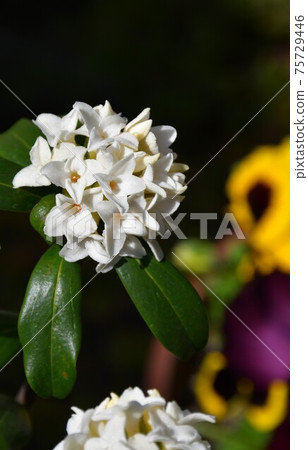 下沉的花 75729446