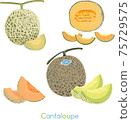Hand-colored, yellow-colored melon, slices, fruit melon 75729575