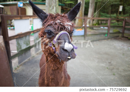 Alpaca I met at Fuji Safari Park 75729692