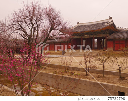 Changgyeonggung Palace. Changdeokgung Palace. Hongmaehwa. Azalea. Pine tree Changgyeonggung Palace. Changdeokgung Palace. Hongmaehwa. Azalea. Pine tree 75729798