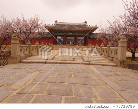 Changgyeonggung Palace. Changdeokgung Palace. Hongmaehwa. Azalea. Pine tree Changgyeonggung Palace. Changdeokgung Palace. Hongmaehwa. Azalea. Pine tree 75729799