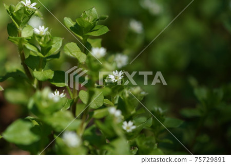 小白色的浮萍花開在春天 75729891