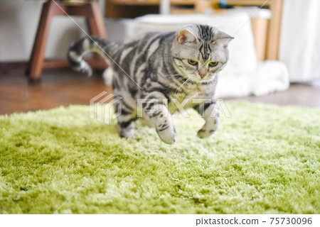 Cat running 75730096
