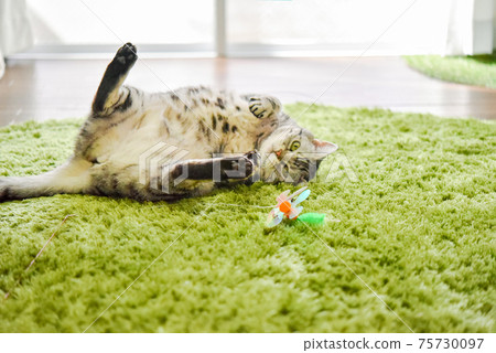 Cat playing while sleeping 75730097
