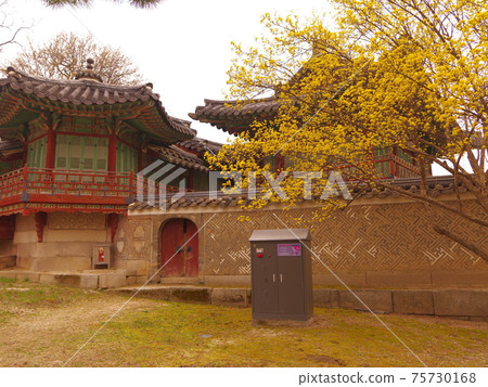 延慶宮,昌德宮,紅梅花,杜鵑花,松樹 延慶宮,昌德宮,紅梅花,杜鵑花,松樹 75730168