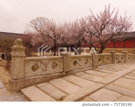 Janggyeonggung Palace, Changdeokgung Palace, Red Plum Flower, Azalea Flower, Pine Tree 75730198