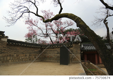 昌慶宮,昌德宮,杜鵑花,紅梅花,松石牆 昌慶宮,昌德宮,杜鵑花,紅梅花,松石牆 75730674