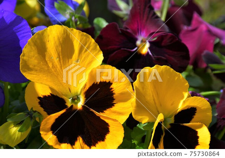 Viola Pansy Sumire 75730864