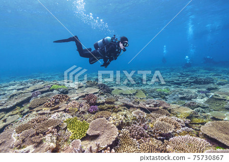 scuba diving scuba diving 75730867