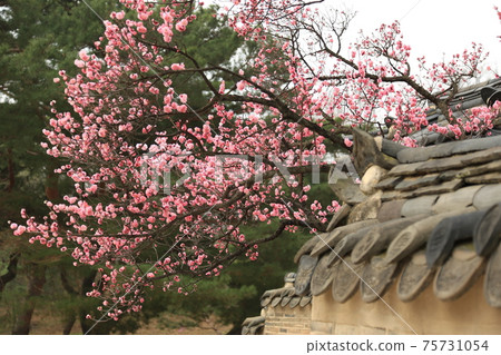 昌慶宮昌慶宮石牆,杜鵑花,紅梅,松林路 昌慶宮昌慶宮石牆,杜鵑花,紅梅,松林路 75731054