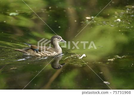 duck母 75731908