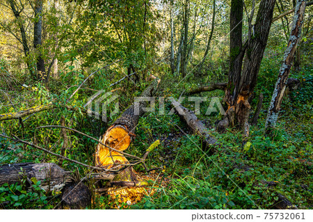 Autumnal atmosphere in the forest along the River Isar in Ismaning, Munich, Bavaria in Germany 75732061