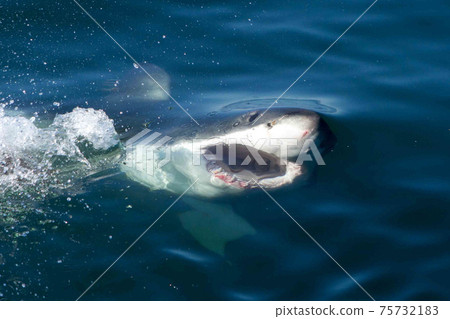Great white shark Great white shark 75732183