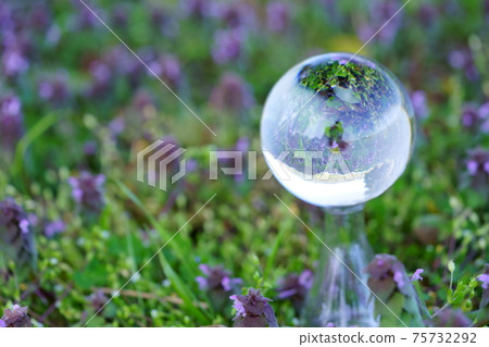 春季生活，henbit死蕁麻6 75732292