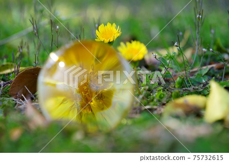 Seeing dandelions in early spring with a lens ball 6 Seeing dandelions in early spring with a lens ball 6 75732615