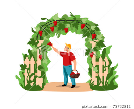Harvesting. Cartoon man picking grapes. Character holding basket full of berries. Agricultural worker caring of vineyard. Plants entwined wooden arch in garden. Vector countryside scene Harvesting. Cartoon man picking grapes. Character holding basket full of berries. Agricultural worker caring of vineyard. Plants entwined wooden arch in garden. Vector countryside scene 75732811