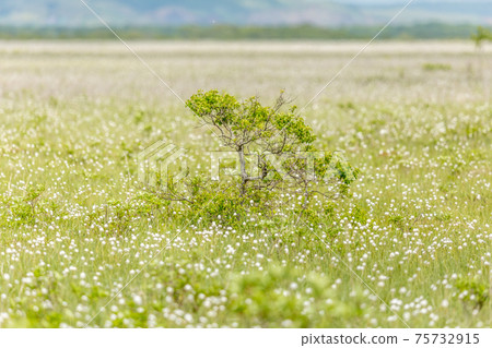 Cottontail in the Kiritappu Wetland 75732915