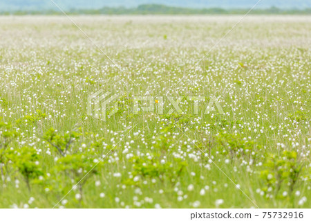Cottontail in the Kiritappu Wetland 75732916