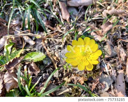Amur adonis early spring flowers Amur adonis early spring flowers 75733285