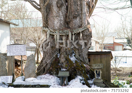 秋田縣北秋田千禧桂津津輕湖神社 秋田縣北秋田千禧桂津津輕湖神社 75733292