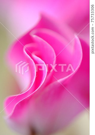 Pink cyclamen Pink cyclamen 75733306
