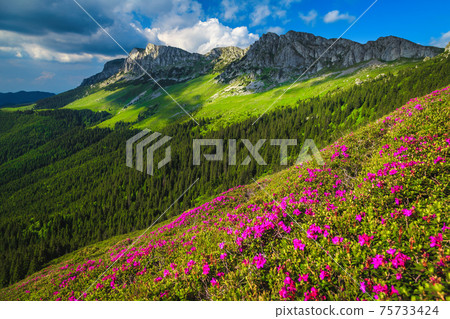 Spectacular pink rhododendron flowers on the slopes, Bucegi mountains, Romania Spectacular pink rhododendron flowers on the slopes, Bucegi mountains, Romania 75733424