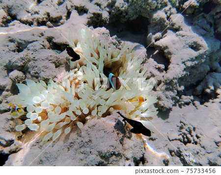 clown fishes in the Red Sea clown fishes in the Red Sea 75733456