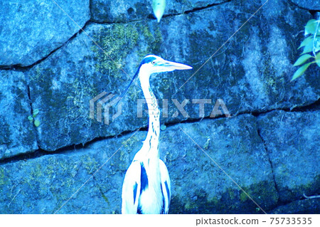 顏色Kawabe Mizube Sagi水禽（2021年3月註冊）最大尺寸：M 75733535