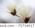 Magnolia flower 75734017