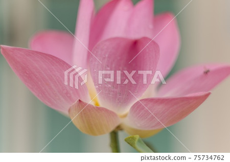 Natural photos: Lotus flowers (Viet Nam) Natural photos: Lotus flowers (Viet Nam) 75734762