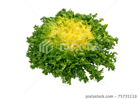 Endyve or cichorium endivia salad head isolated on white Endyve or cichorium endivia salad head isolated on white 75735119