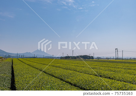 Tea plantation and Kaimondake 75735163
