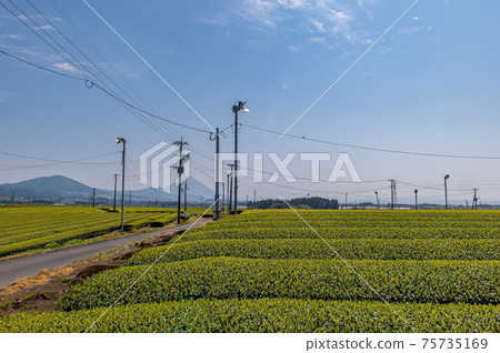 茶園和凱蒙達克 茶園和凱蒙達克 75735169