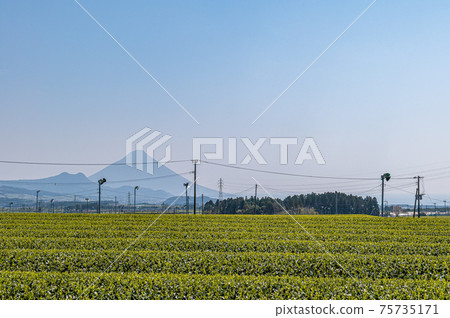 茶園和凱蒙達克 茶園和凱蒙達克 75735171