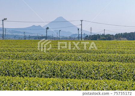 Tea plantation and Kaimondake Tea plantation and Kaimondake 75735172