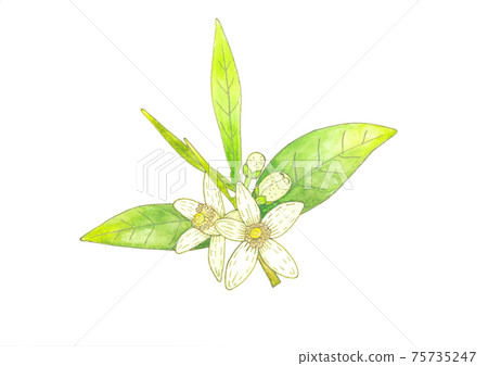 Orange flowers hand drawing watercolor illustration. Orange flowers hand drawing watercolor illustration. 75735247