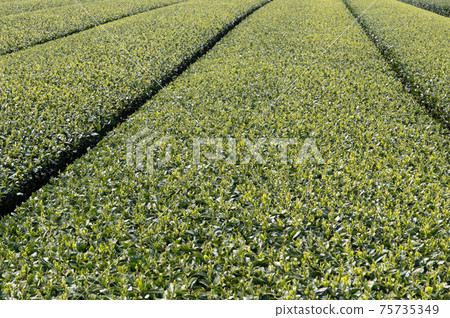 Tea plantation and Kaimondake Tea plantation and Kaimondake 75735349