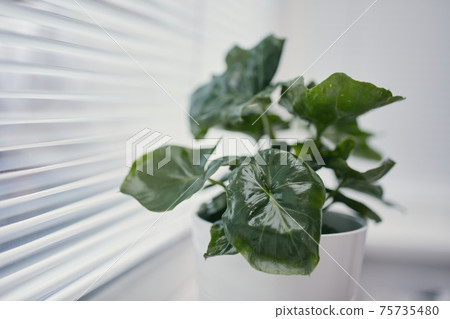 Home docor with houseplant in window 75735480