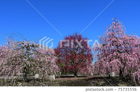 Large tree of weeping plums Weeping plums Large tree of weeping plums Weeping plums 75735556