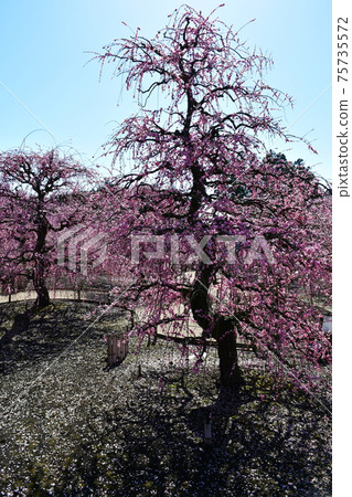 Large tree of weeping plums Weeping plums 75735572
