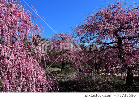 垂枝李子大樹垂枝李子大樹 垂枝李子大樹垂枝李子大樹 75735580
