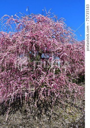 Large tree of weeping plums Weeping plums Large tree of weeping plums Weeping plums 75735583
