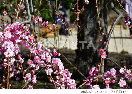Large tree of weeping plums Weeping plums Large tree of weeping plums Weeping plums 75735584