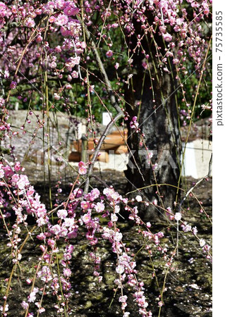 Large tree of weeping plums Weeping plums Large tree of weeping plums Weeping plums 75735585