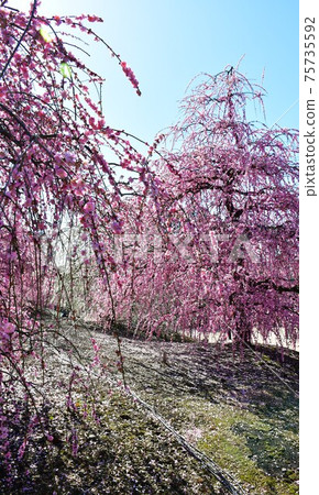 垂枝李子大樹垂枝李子大樹 75735592