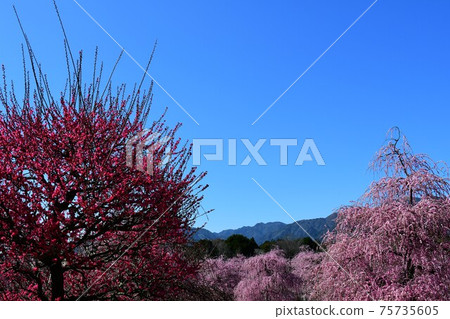 垂枝李子大樹垂枝李子大樹 垂枝李子大樹垂枝李子大樹 75735605