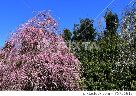 Large tree of weeping plums Weeping plums 75735612
