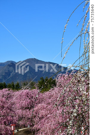 Large tree of weeping plums Weeping plums Large tree of weeping plums Weeping plums 75735640