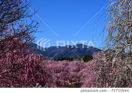 Large tree of weeping plums Weeping plums Large tree of weeping plums Weeping plums 75735644